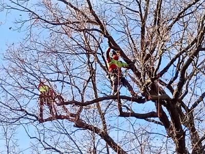 Modifica viabilità di Via Sebenico e di Via Guercinesca Ovest per potatura di Alberi Monumentali  del 17-18-19 dicembre 2024 foto 