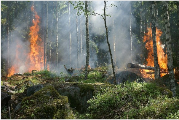 Incendi boschivi. Da sabato 2 luglio lo stato di grave pericolosità si estende all'intero territorio regionale